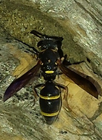 Euodynerus schwarzi